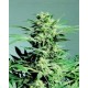 Shiva Skunk Sensi Seeds regular