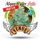 Afgan Ryder auto Venus Genetics autofloreciente