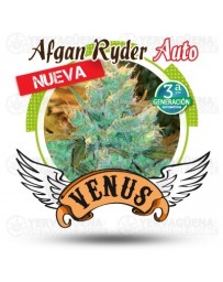 Afgan Ryder auto Venus Genetics autofloreciente