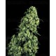 Skunk #1 Sensi Seeds regular