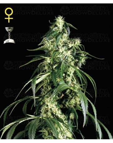 Super Silver Haze Green House