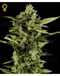 Auto Bomb Green House autofloreciente