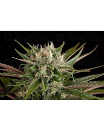Blue Cheese Dinafem