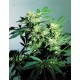 Skunk Kush Sensi Seeds regular