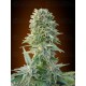 Auto Jack Herer Advanced Seeds autofloreciente