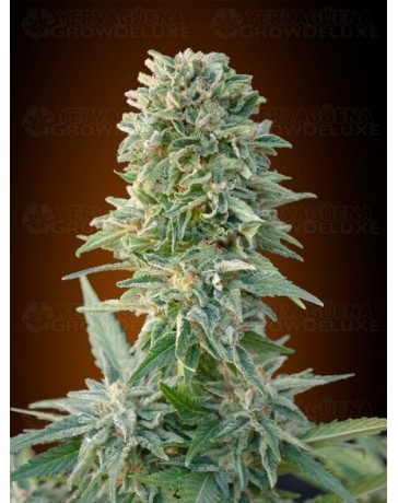 Auto Jack Herer Advanced Seeds autofloreciente