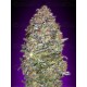 Auto NYC Diesel Advanced Seeds autofloreciente