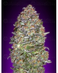 Auto NYC Diesel Advanced Seeds autofloreciente