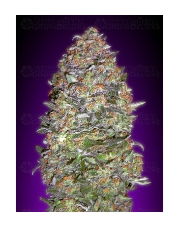 Auto NYC Diesel Advanced Seeds autofloreciente