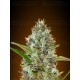 Auto Somango Advanced Seeds autofloreciente