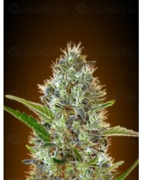 Auto Somango Advanced Seeds autofloreciente