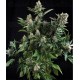 Auto White Widow Pyramid autofloreciente