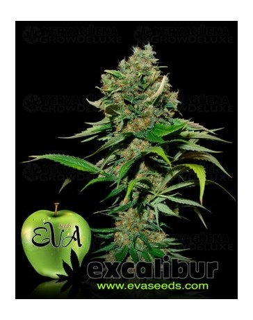 Excalibur Eva Seeds