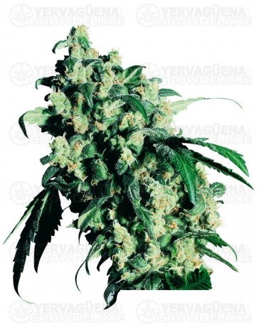 Super Skunk Sensi Seeds regular