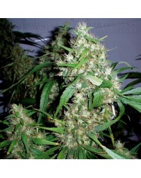 Critical Kush Auto Barney's Farm autofloreciente