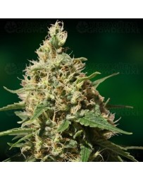 Peppermin Kush Barney's Farm