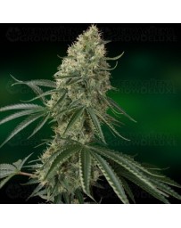 Sin Tra Bajo Barney's Farm autofloreciente