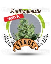 Kalifragimistic Venus Genetics