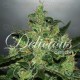 Critical Jack Herer Auto Delicious autofloreciente