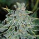 Northern Light Blue auto Delicious autofloreciente