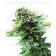 Northern Lights auto Sensi Seeds autofloreciente