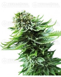 Northern Lights auto Sensi Seeds autofloreciente