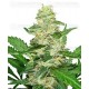 Super Skunk Auto Sensi Seeds Autofloreciente