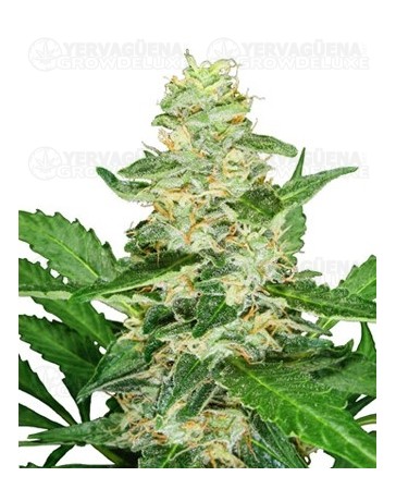 Super Skunk Auto Sensi Seeds Autofloreciente