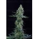 Atomik Haze Atomik Seeds