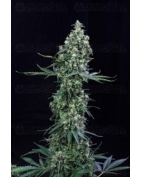 Atomik Haze Atomik Seeds