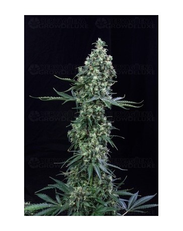 Atomik Haze Atomik Seeds