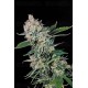 Auto Bud Atomik Seeds