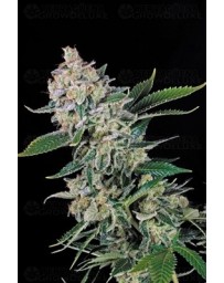 Auto Bud Atomik Seeds