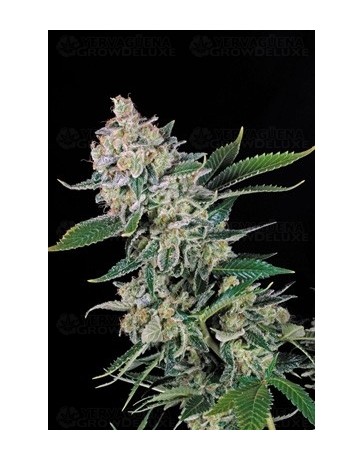 Auto Bud Atomik Seeds