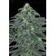 Auto Haze Atomik Seeds