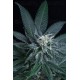 Blueberry AK Atomik Seeds