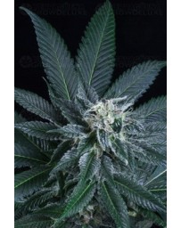 Blueberry AK Atomik Seeds