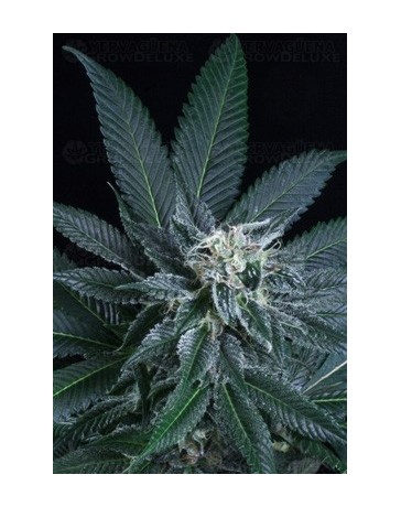 Blueberry AK Atomik Seeds