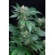 Blue Cheese Atomik Seeds