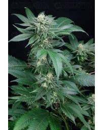 Blue Cheese Atomik Seeds