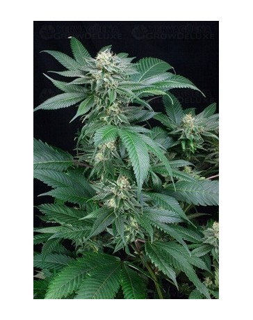 Blue Cheese Atomik Seeds