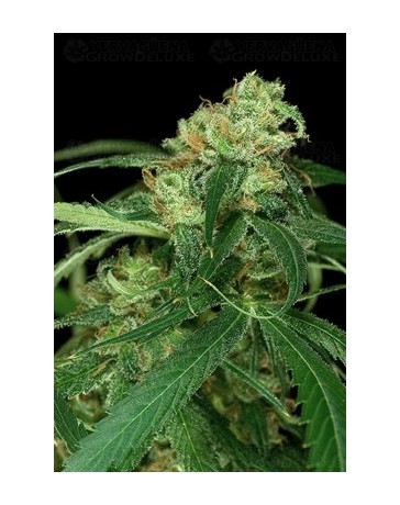 Cheese Atomik Seeds