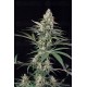 Critical Mass Atomik Seeds