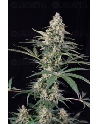 Critical Mass Atomik Seeds