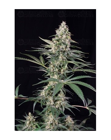 Critical Mass Atomik Seeds