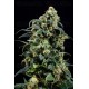 Power Skunk Atomik Seeds