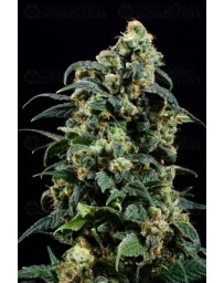 Power Skunk Atomik Seeds