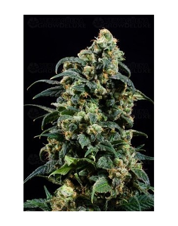 Power Skunk Atomik Seeds