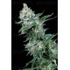 White Widow Atomik Seeds