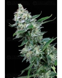 White Widow Atomik Seeds